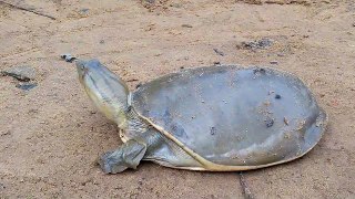 A turtle walking video. कछुआ का वीडियो।