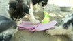 Pink Flip Flops Make Husky Puppy Sleepy