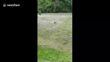 Cheeky fox steals frisbee and runs off with it
