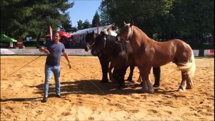 Spectacle de chevaux au parc de la Douce à Belfort