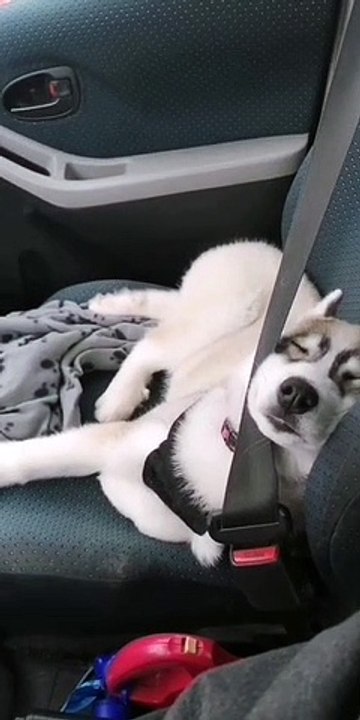 Sleepy Dog Does Safety First