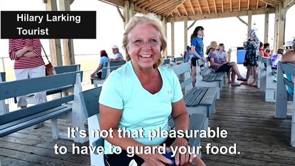 US: Ocean City uses falcons to chases hostile seagulls away