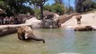 Pachy Pool Party - Elephants Beat the Heat