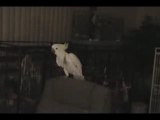 Cockatoo perroquet hilarent