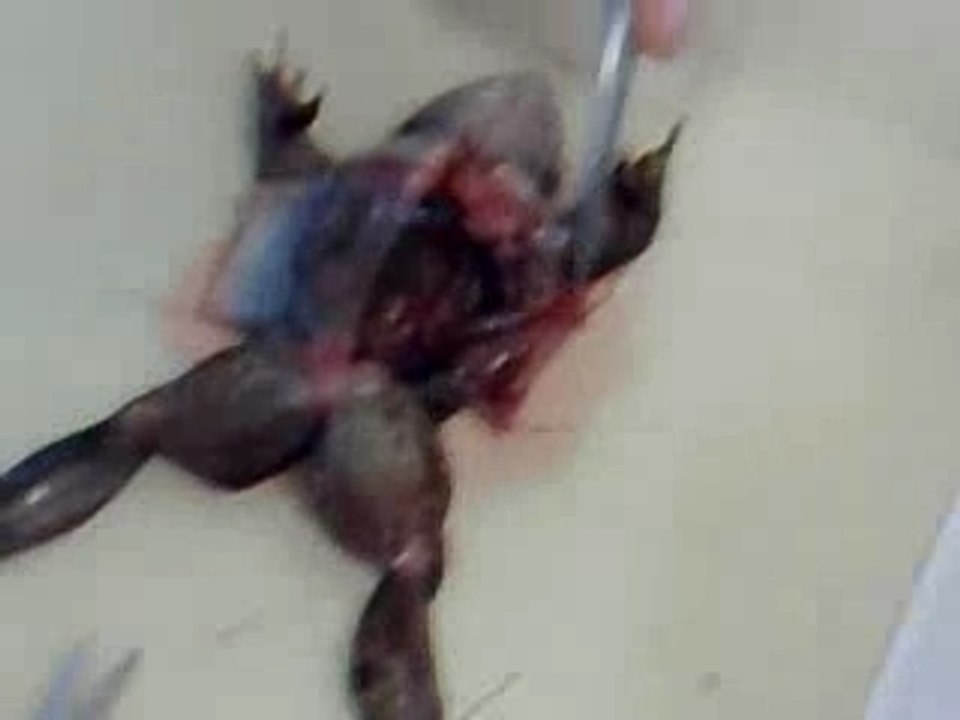 I will kill frog