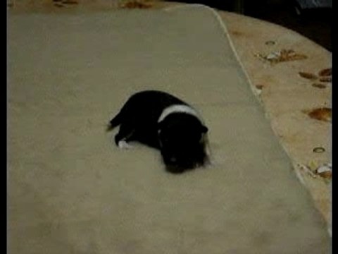 Mâle tricolore n°1 le 27 janvier 2008 à 2 semaines