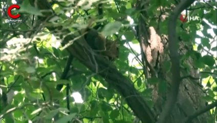 Erzincan'da görüntülendi: Daldan dala zıpladılar