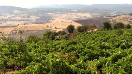 "Peygamber üzümü"nde hasat zamanı