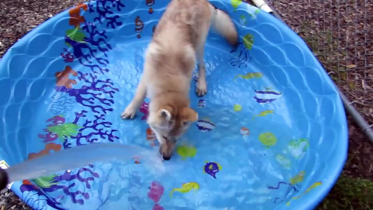 Funniest Summer Pets of 2017 Compilation - Funny Pet Videos