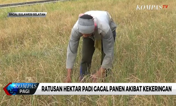 Ratusan Hektar Padi di Sinjai Gagal Panen Akibat Kekeringan