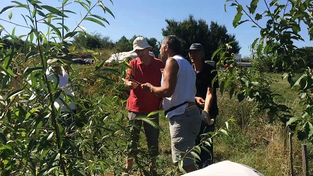 Greffage en écusson jardin jaal