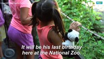 US: Giant panda Bei Bei celebrates his 4th birthday at DC's National Zoo