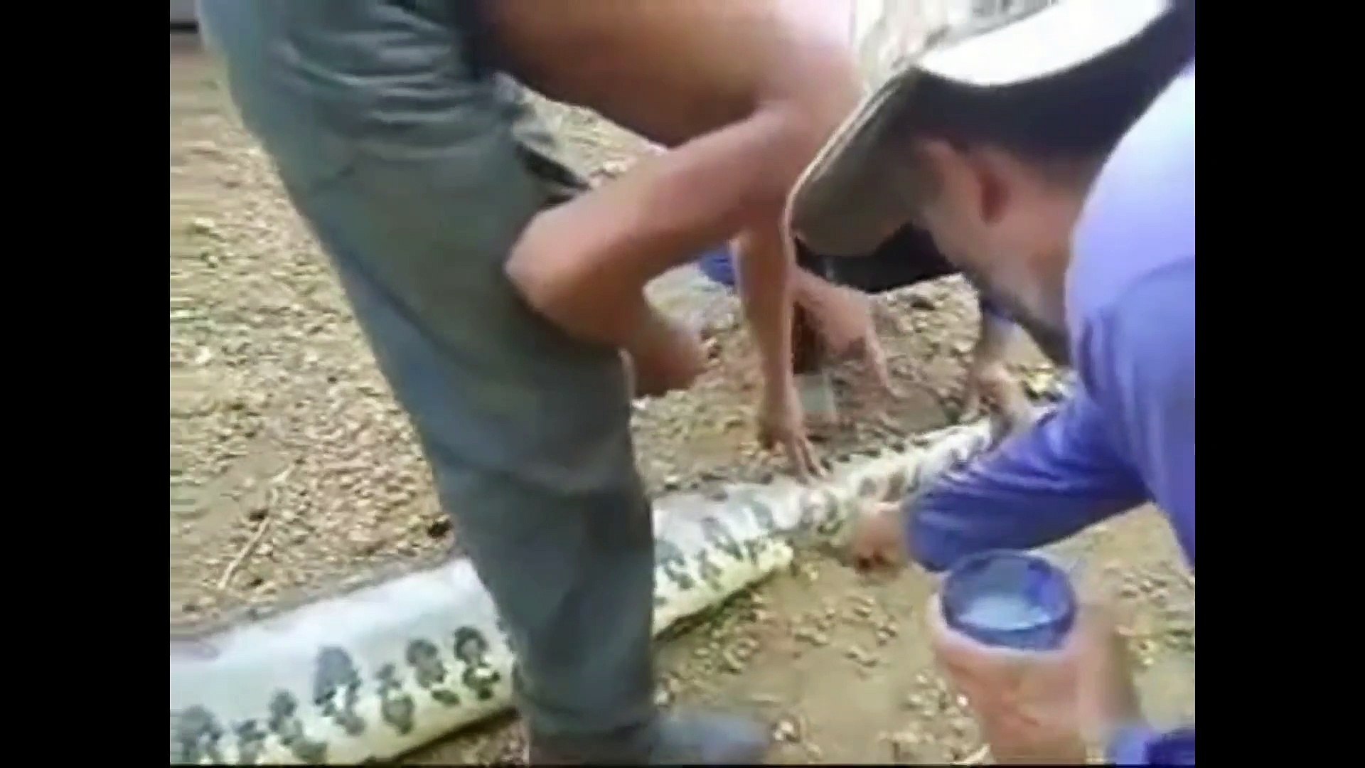 Diduga Memakan Manusia Seekor Ular Dibelah Warga Setelah Dibelah Ternyata