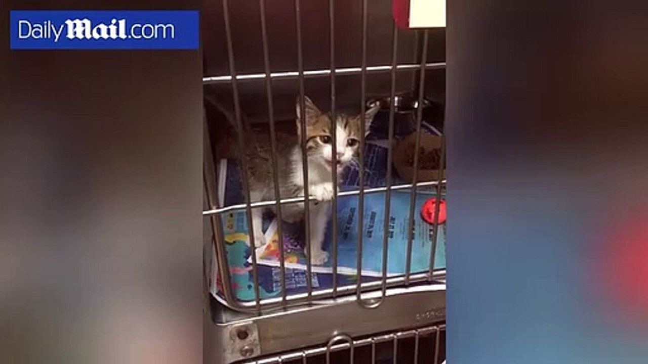Quackers kitten meows like a DUCK at animal shelter This is the moment Melvin the kitten was caught on camera meowing like a duck at the Palm Valley Animal Center in Texas.
