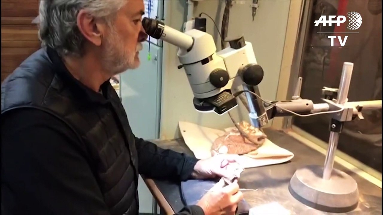 'Ice Age'-Eichhörnchen 'Scrat' gab es wirklich