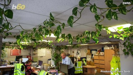 Monster Office Plant Grows Hundreds of Feet Filling an Entire Office