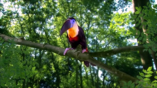 In the Night Garden 411 - Windy Day in the Garden | cartns for Kids