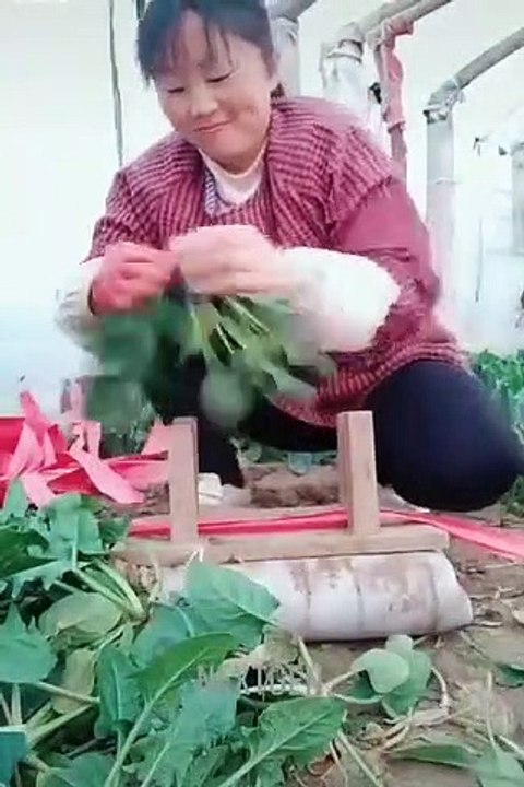 Gente humilde ingeniosa