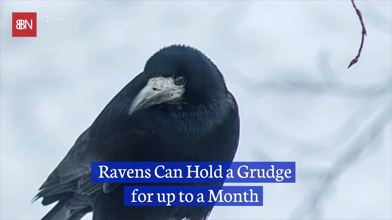 These Birds Will Remember What You Did And Judge You