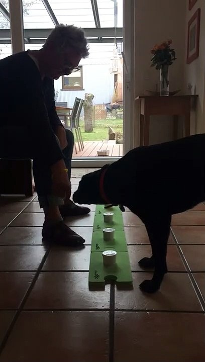 Abbeyfield Autumn Abbey - Nasenarbeit