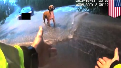 Cops rescue dog and women from car stuck in rushing water