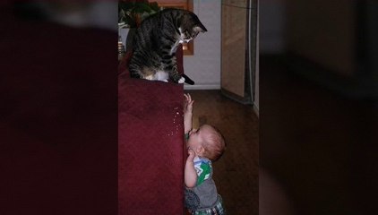 Cats are teasing babies part 1