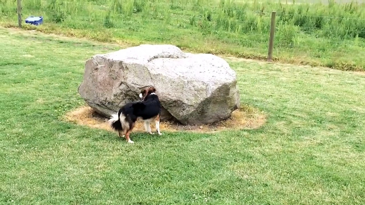 Perro y pato juegan juntos al escondite