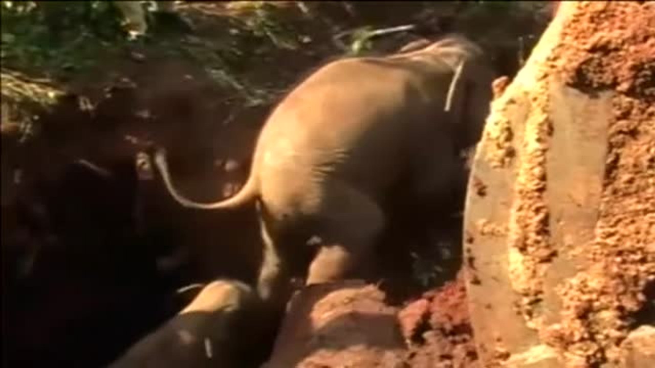 Rescatan a dos elefantes bebés en Sri Lanka después de pasar varias horas atrapados