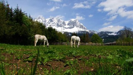 Die Lipizzaner - Österreicher oder Slowenen?