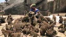 Tourist overwhelmed as dozens of wild monkeys swarm around him