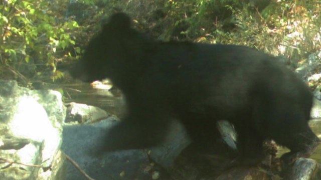 DMZ 동부지역 멸종위기 반달가슴곰 서식 확인 / YTN