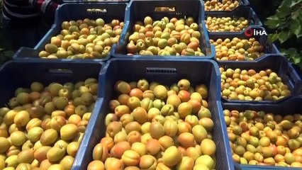 Hatay'da kayısı hasadı başladı