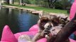 Raccoon Chills on Flamingo Float Eating Ice Cream