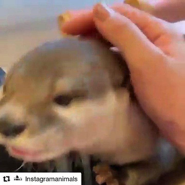 Ce mignon bébé loutre apprécie les caresses de sa maman. Trop cute !!