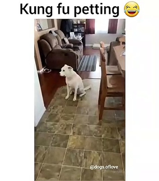 Quand on essaie d'apprendre le Kung Fu à son chien. Hilarant !