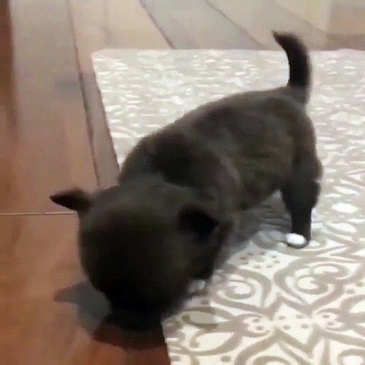 Cet adorable chiot a du mal à tenir sur ses petites pattes. Trop chou !