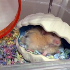 Ce mignon hamster se réveille en douceur. Attendrissant !
