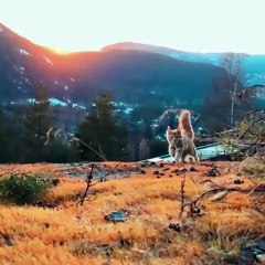 Ce chat est tout simplement magique. Trop beau !