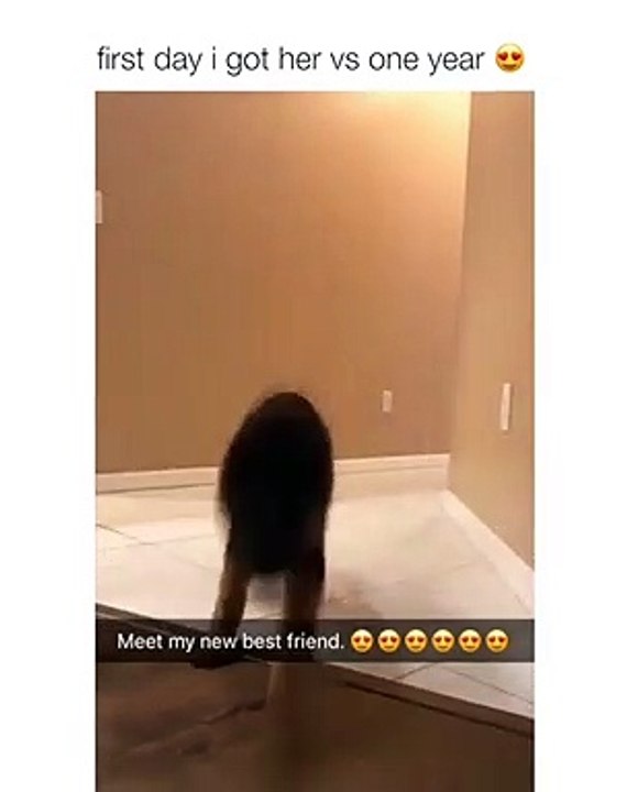 Cet homme a immortalisé le premier jour qu'il a adopté son chien et une année plus tard. Adorable !