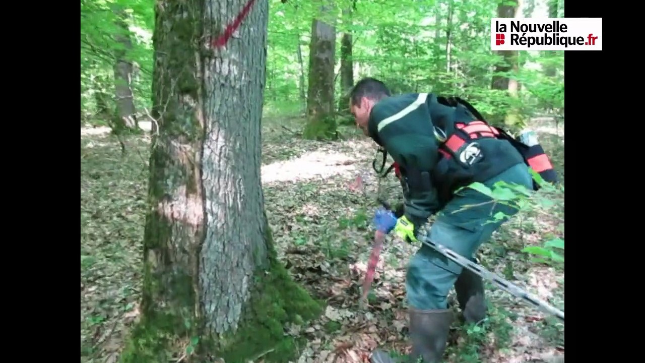 VIDEO. Chambon-sur-Cisse : une coupe dans la forêt abritant les tranchées d'entraînement