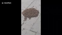Police watch on as hundreds of bees swarm a pavement in Edgware, London