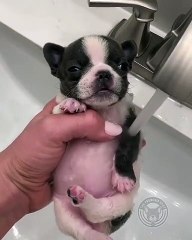 Quand un chiot profite pleinement de sa douche. Relaxant !