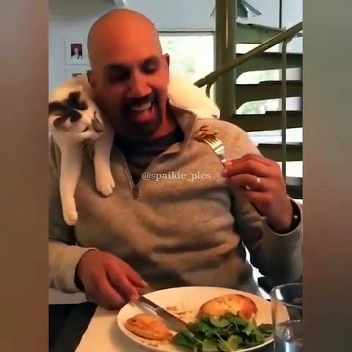 Quand ton chat est aussi gourmand que toi. Trop drôle !!