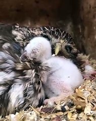 Cette maman hibou vient de donner naissance. Une scène émouvante !