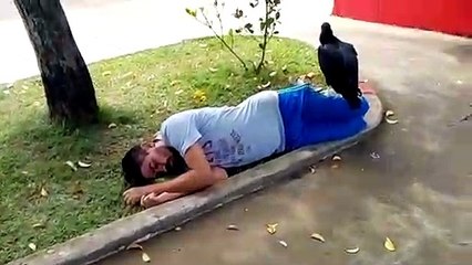 Un vautour posé sur un homme endormi sur le sol