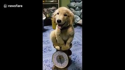 Cute puppy smiles as it 'weights' patiently on scale in Thailand