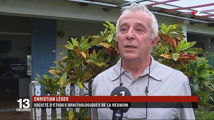 La Réunion essaie de protéger son oiseau, le Tuit-tuit
