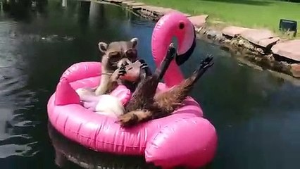 Un raton-laveur profite de son temps