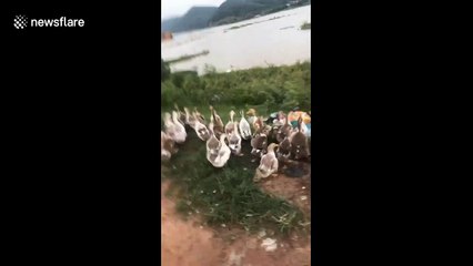 Hundreds of ducks block road in Vietnam