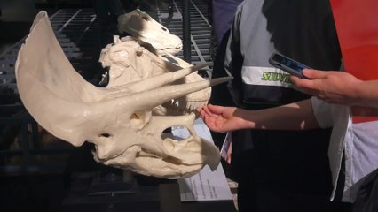 El MNCN se vuelve accesible para personas con discapacidad